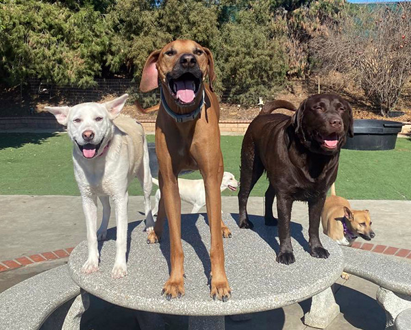 Better K9 Pet Resort