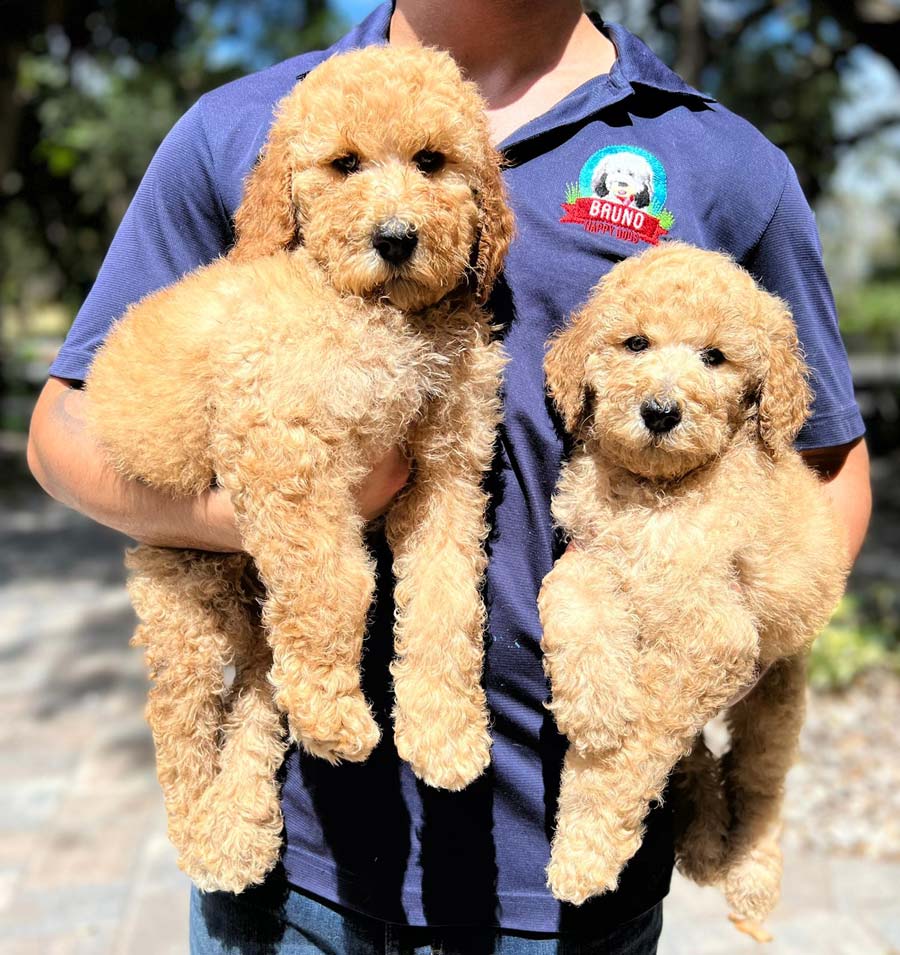 Bruno Happy Dogs