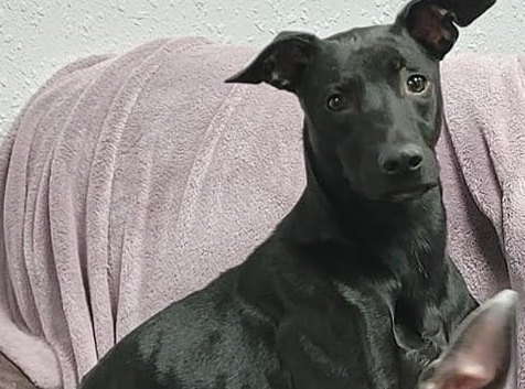 Leash The Muttro Pups (The Muttropolitan)