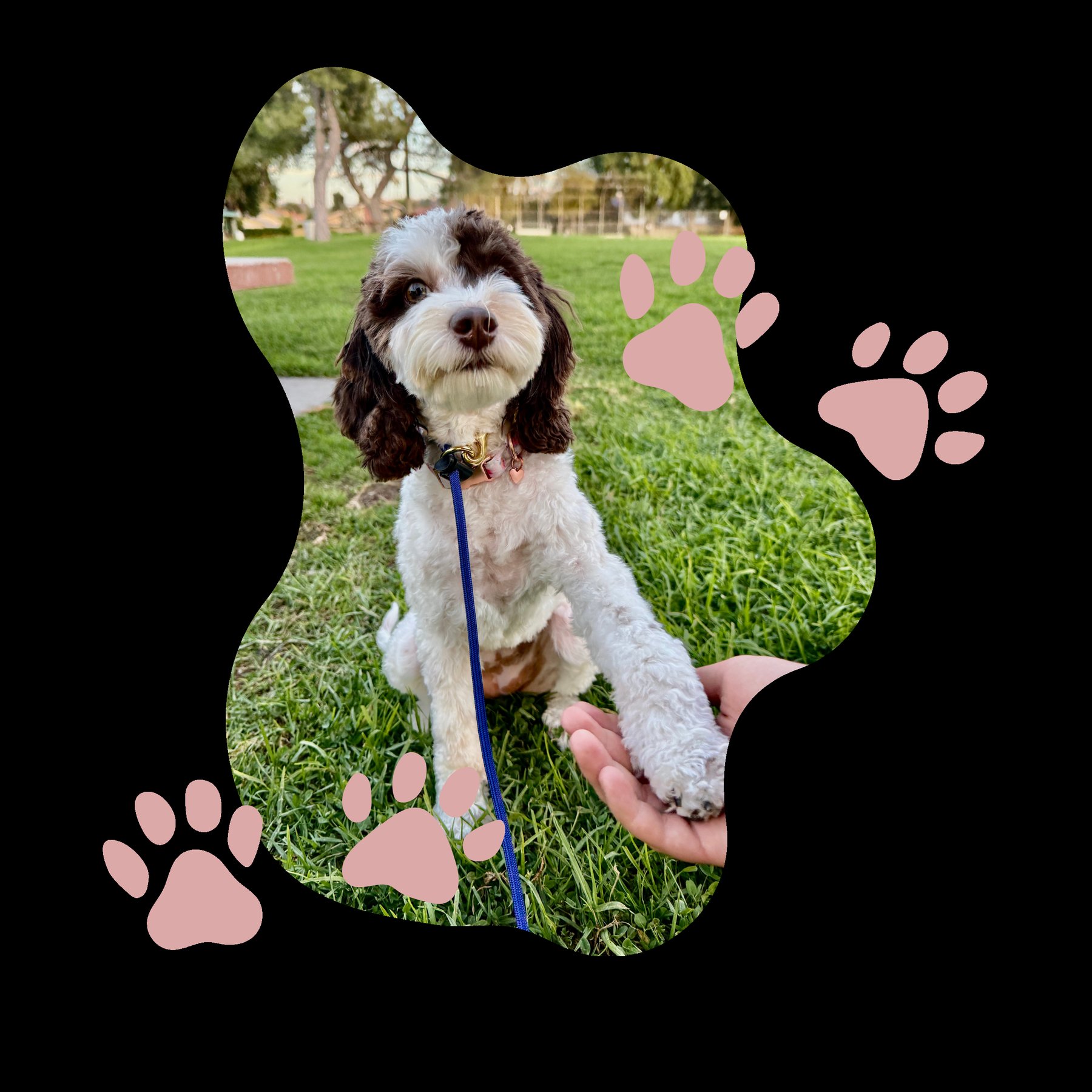 Camp Paws