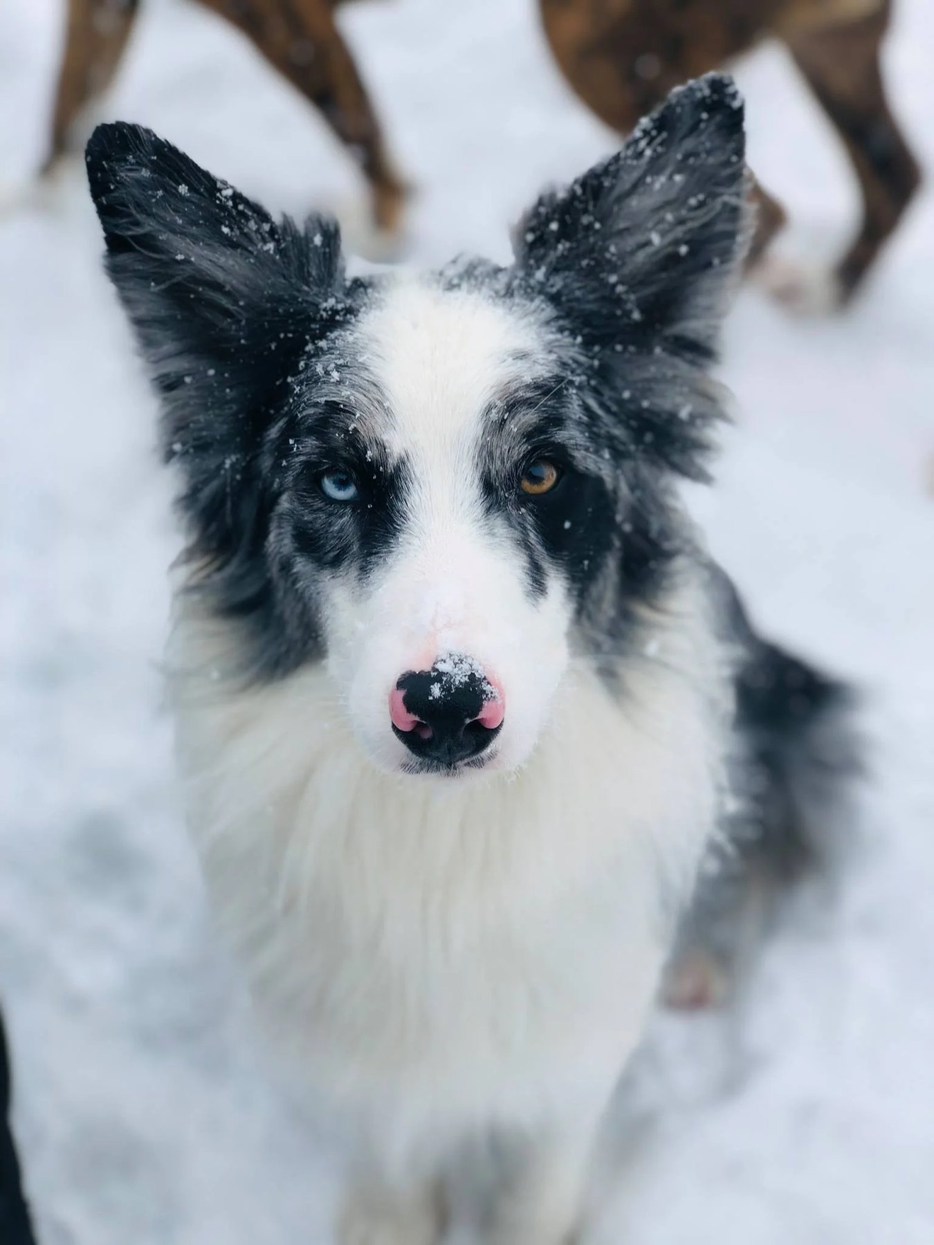 WOOF PACK