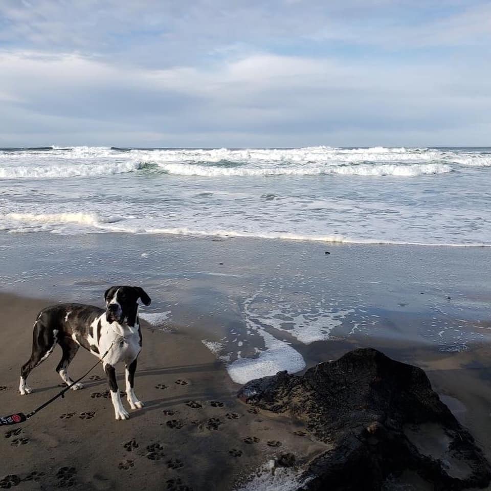Little Miss K9