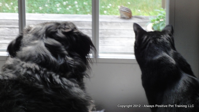 Always Positive Pet Training LLC — dog trainer in Nashua, NH