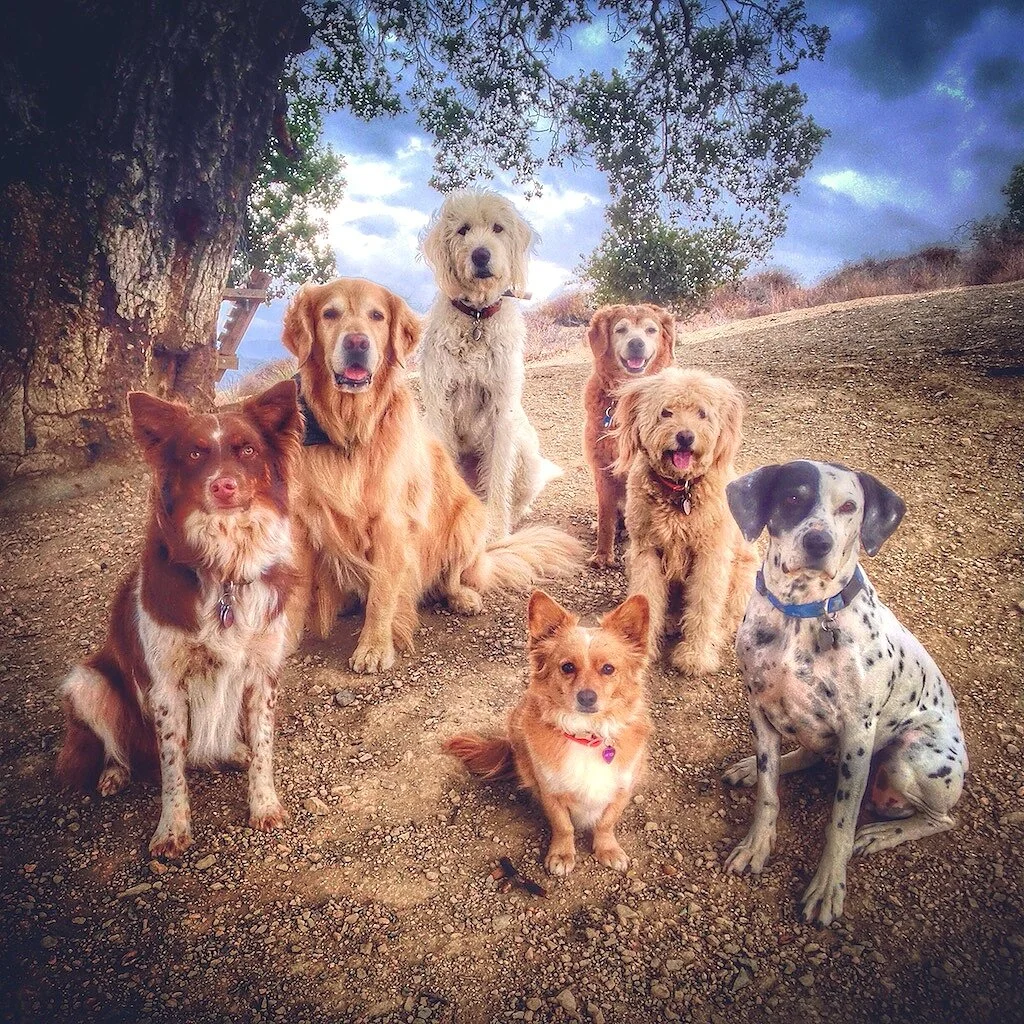 Brigitte Bard Holistic Dog Training