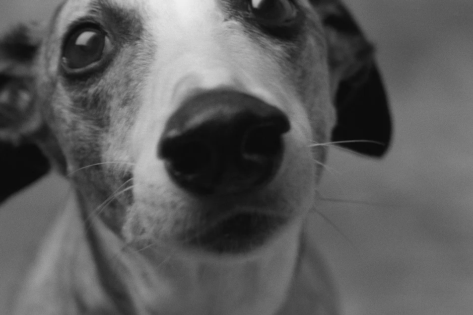 Help Your Hound