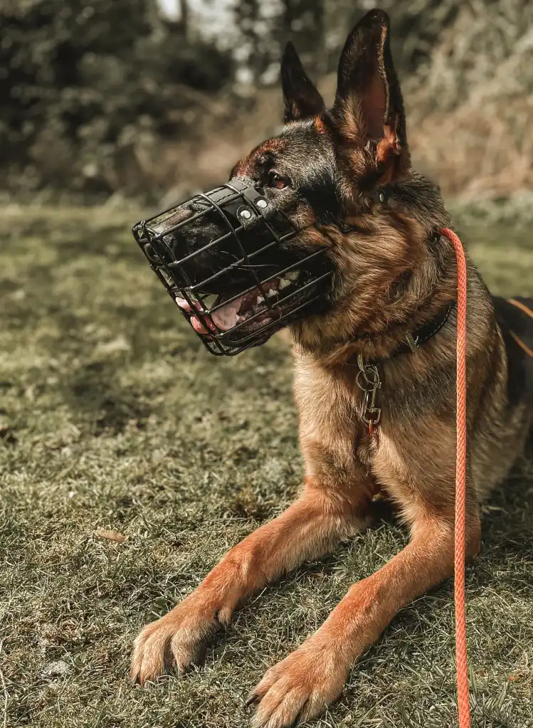 Amani K9