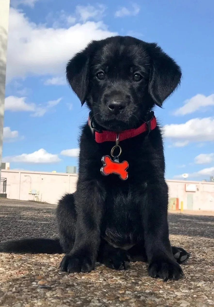 Professional K9 Training — dog trainer in Amarillo, TX