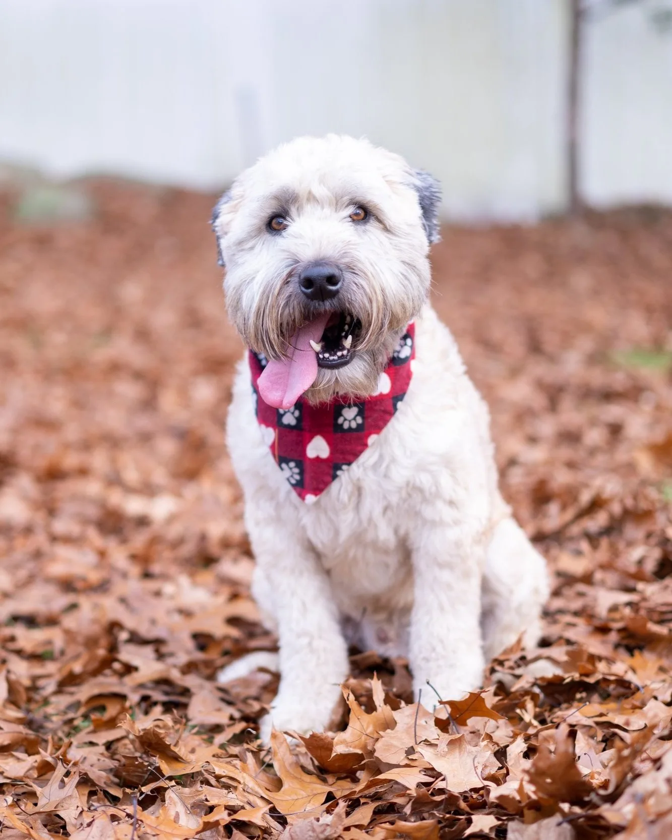 Silva & Sons Dog Training — dog trainer in Framingham, MA