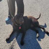 Good Behavior Dog Training TX