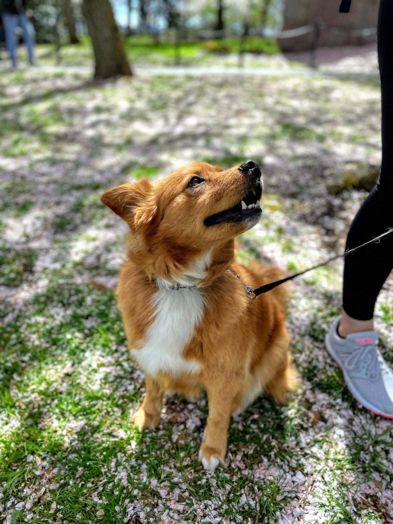 Cara Diatta Dog Training — dog trainer in New Haven, CT