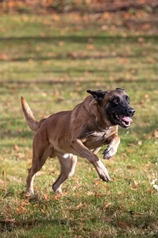 Focus K9 CT