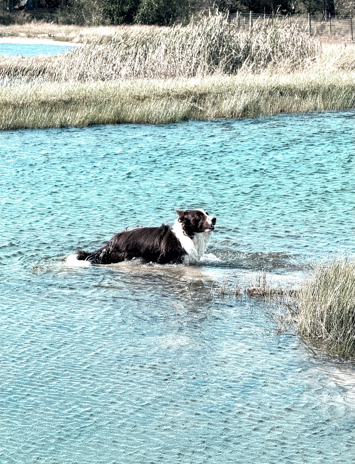 Chappell Hill Pet Resort