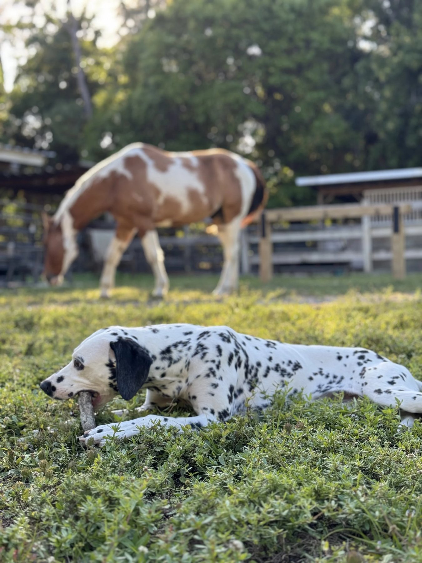 Dog Ranch - Naples, FL — dog trainer in Naples, FL