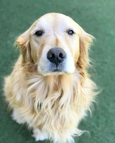 AlphaDog Lodging — dog trainer in San Rafael, CA