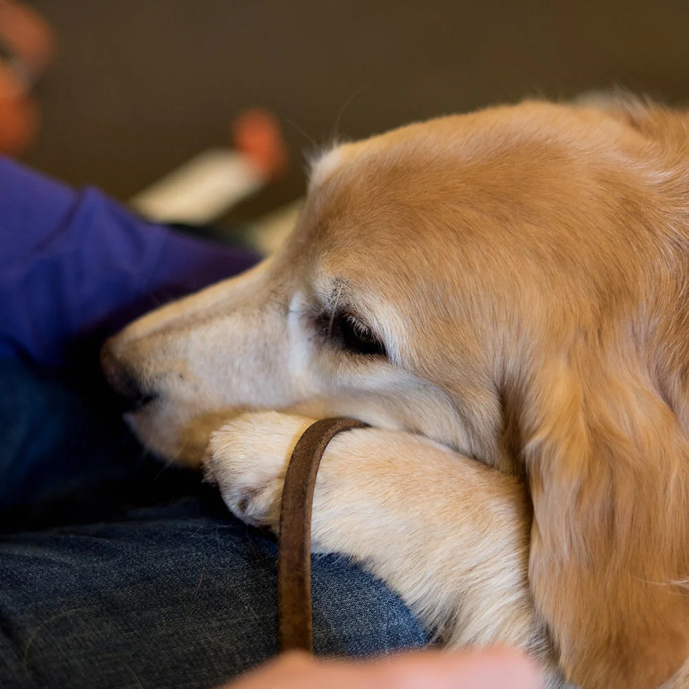 Project Canine
