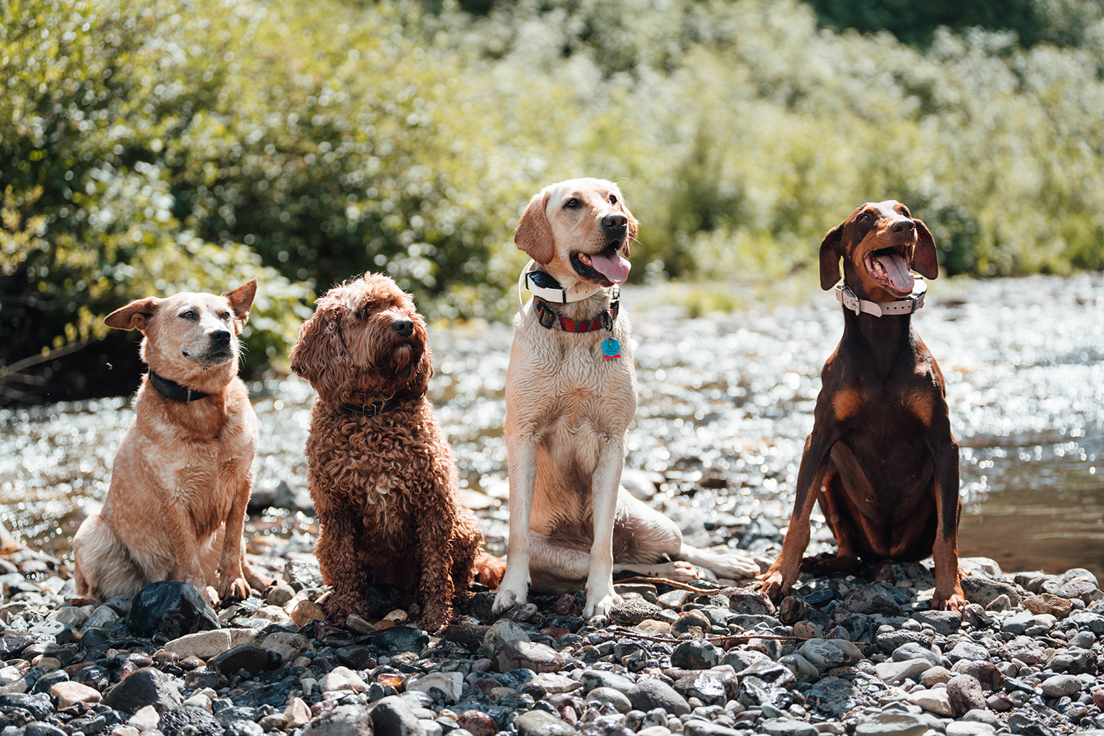 Storm Castle Canines