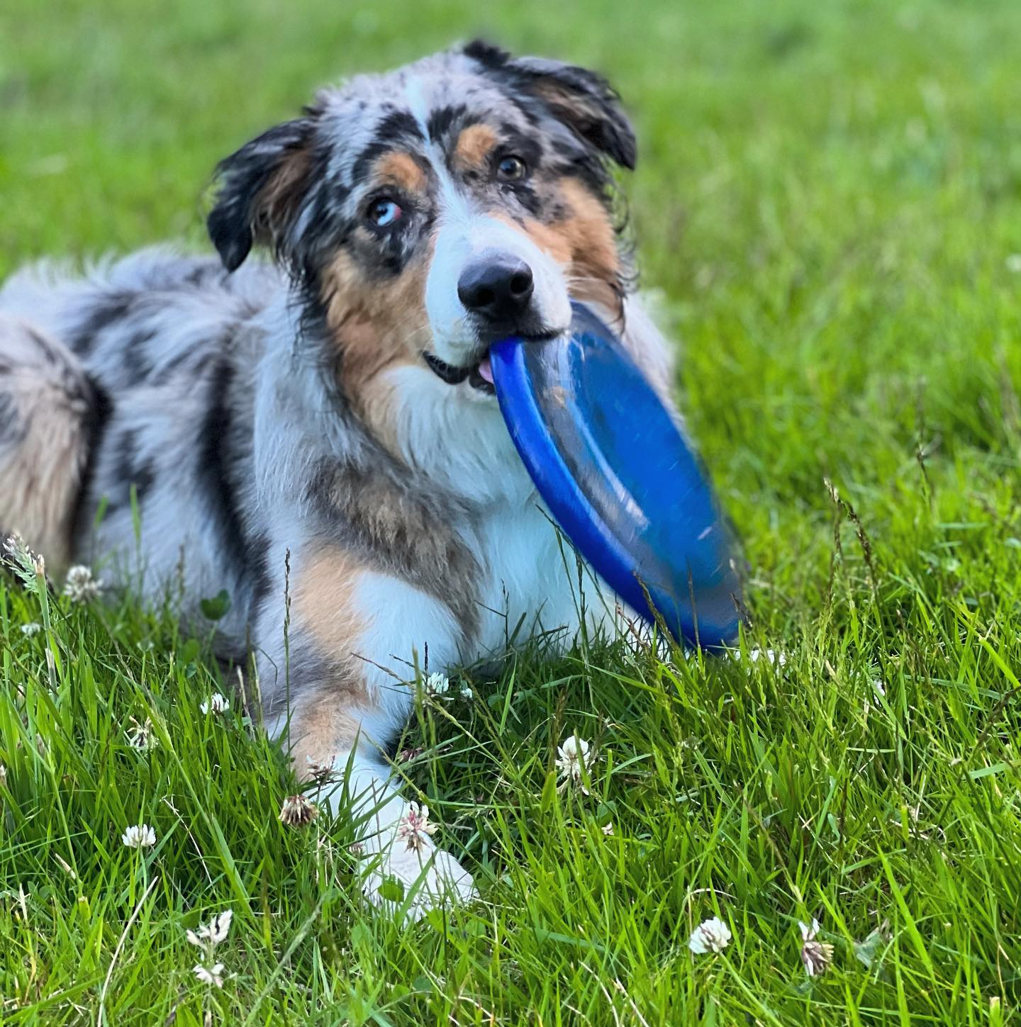 Premier Canine