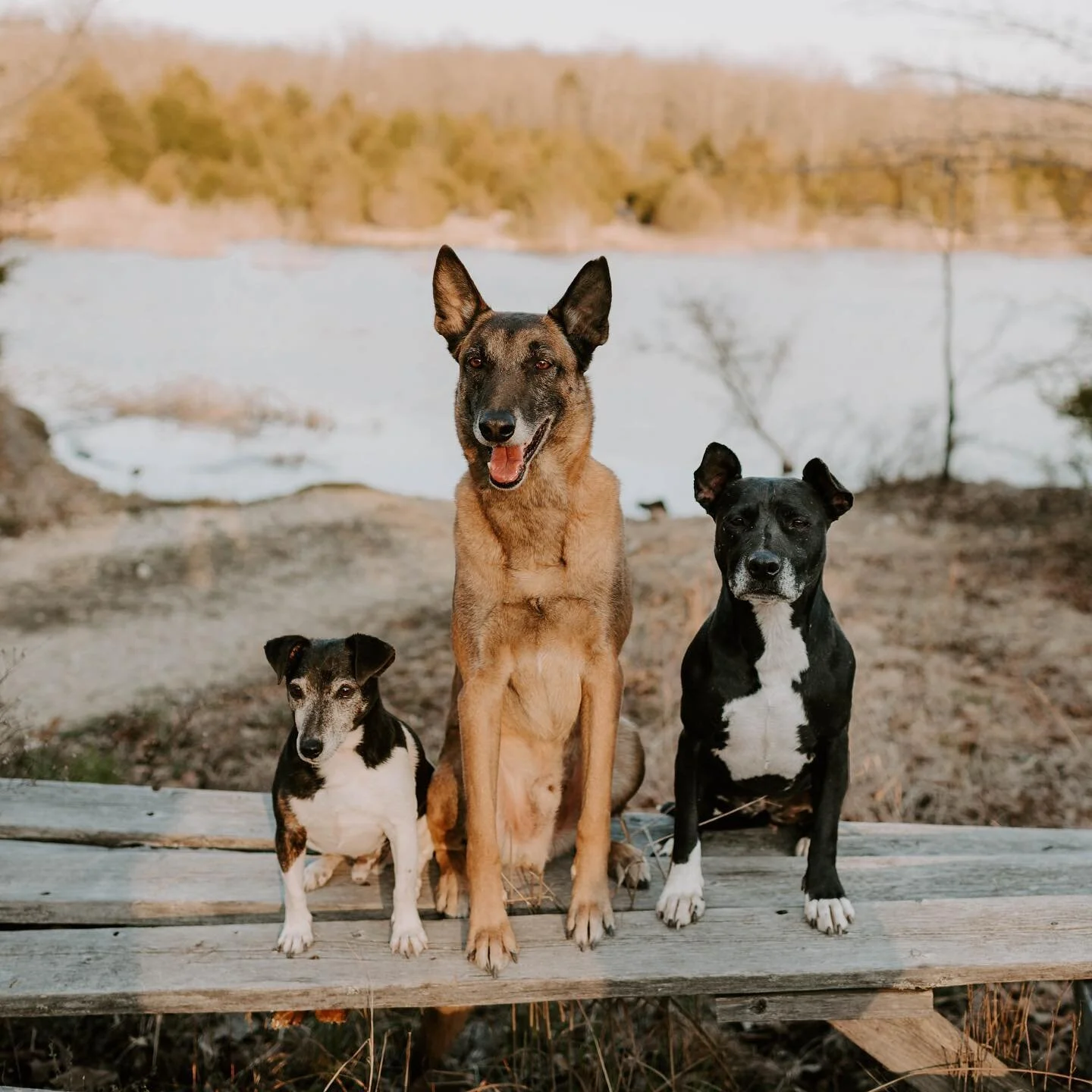 K9-KENT training solutions LLC — dog trainer in Pensacola, FL
