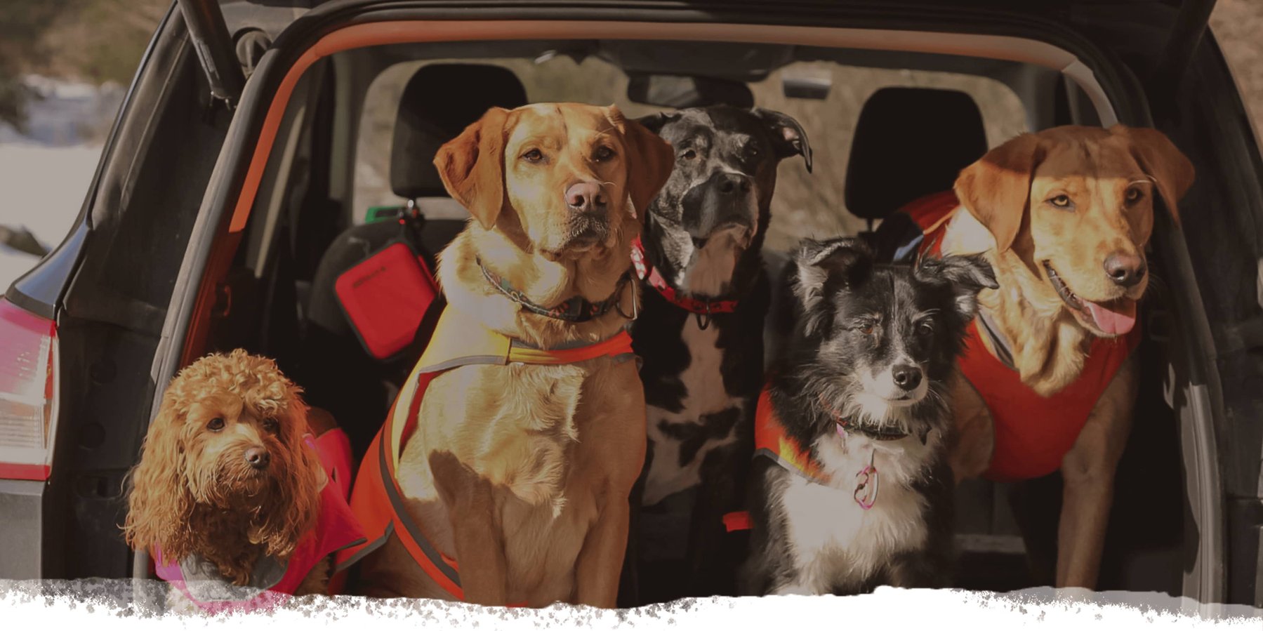 Buddy Sitting — dog trainer in Nashua, NH