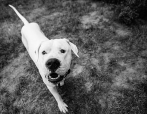 Momentum Dog Training