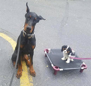Hanlons K-9