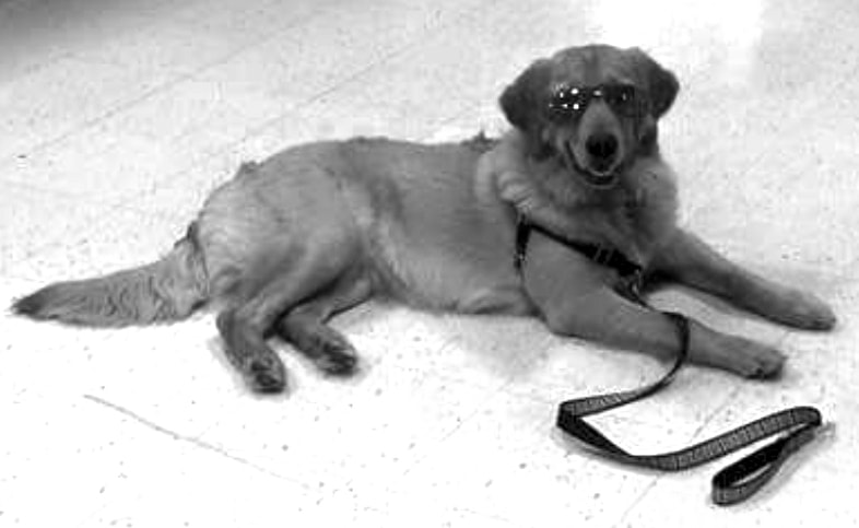 In-Line K9 Training — dog trainer in Worcester, MA