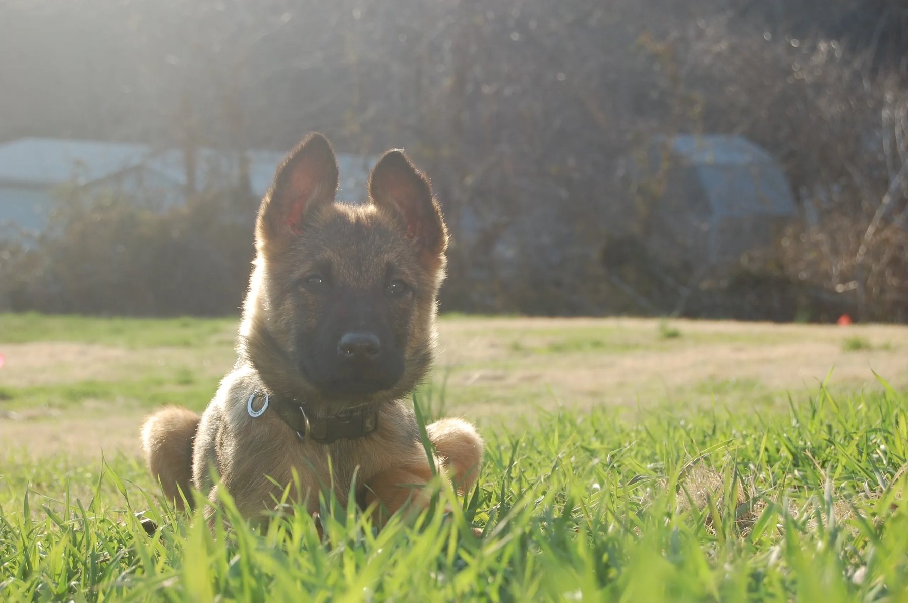 Garden State K9 — dog trainer in Morristown, NJ