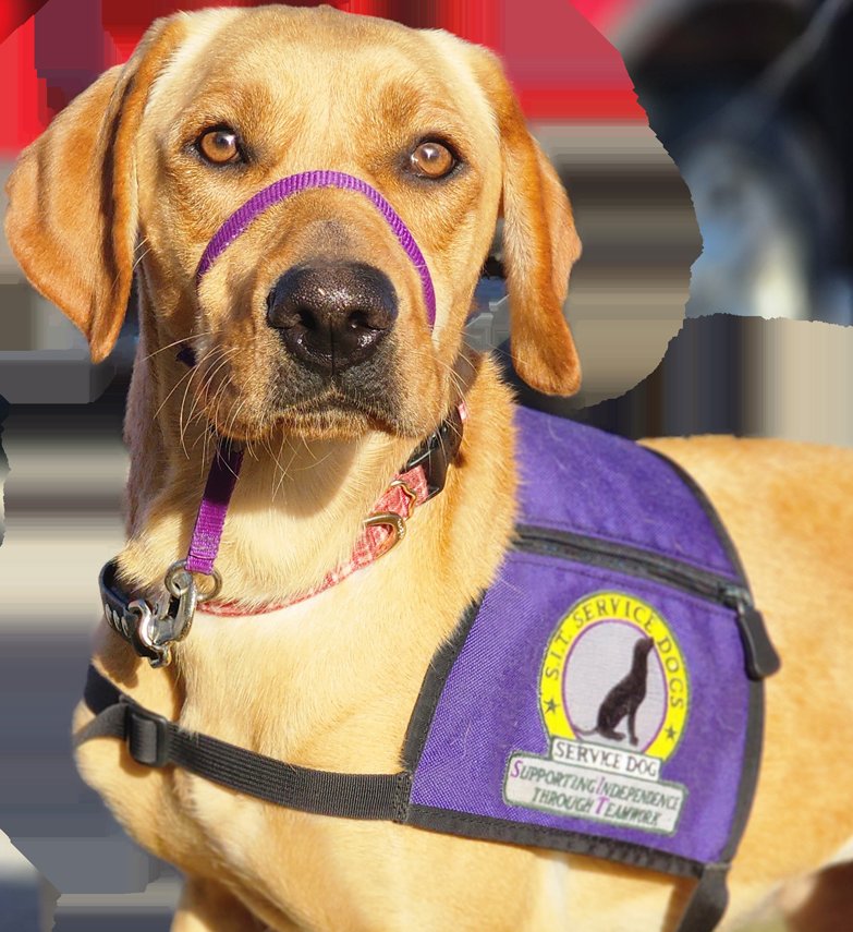 Sit Service Dogs — dog trainer in Carbondale, IL