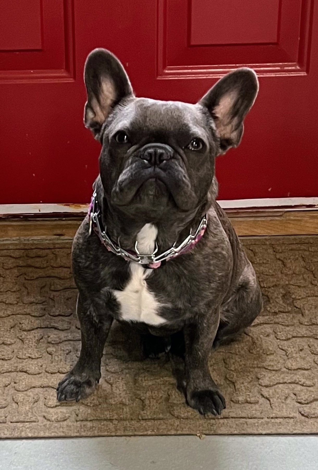 Cedarshire Dog Camp — dog trainer in Attleboro, MA