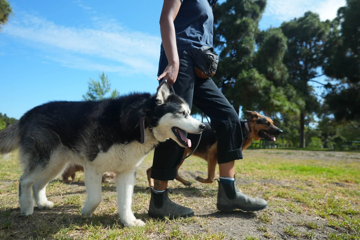 Mystic Dog Training