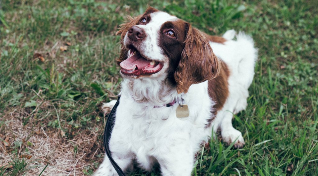 Happy K9