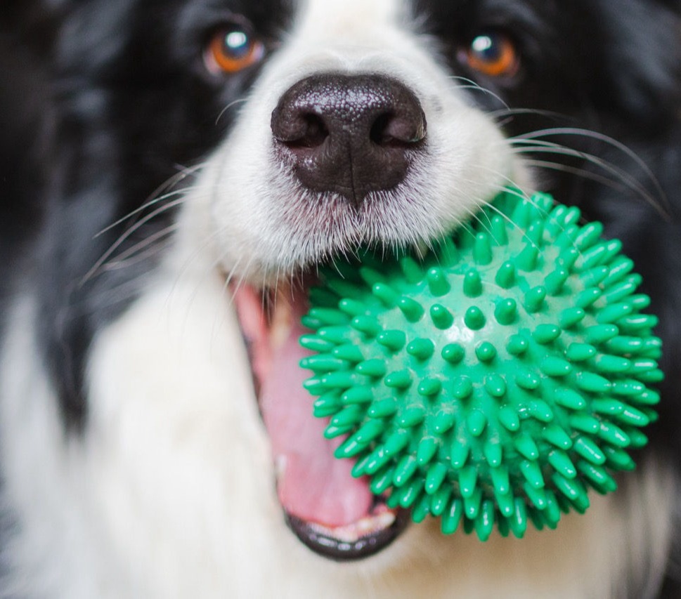 The Knines Luxury Pet Hotel — dog trainer in Katy, TX