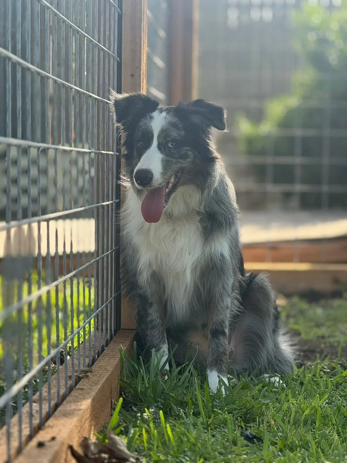 Dogs With Jag — dog trainer in San Marcos, TX