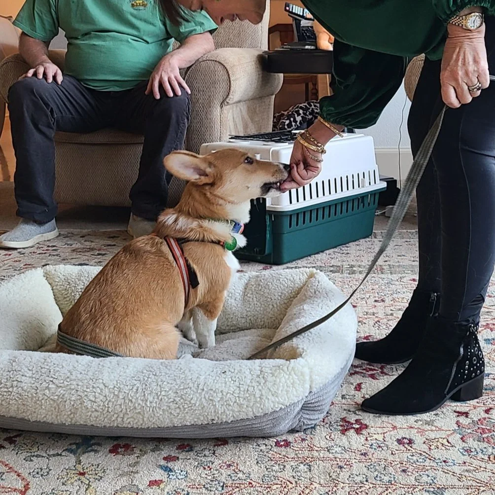 Dognamics