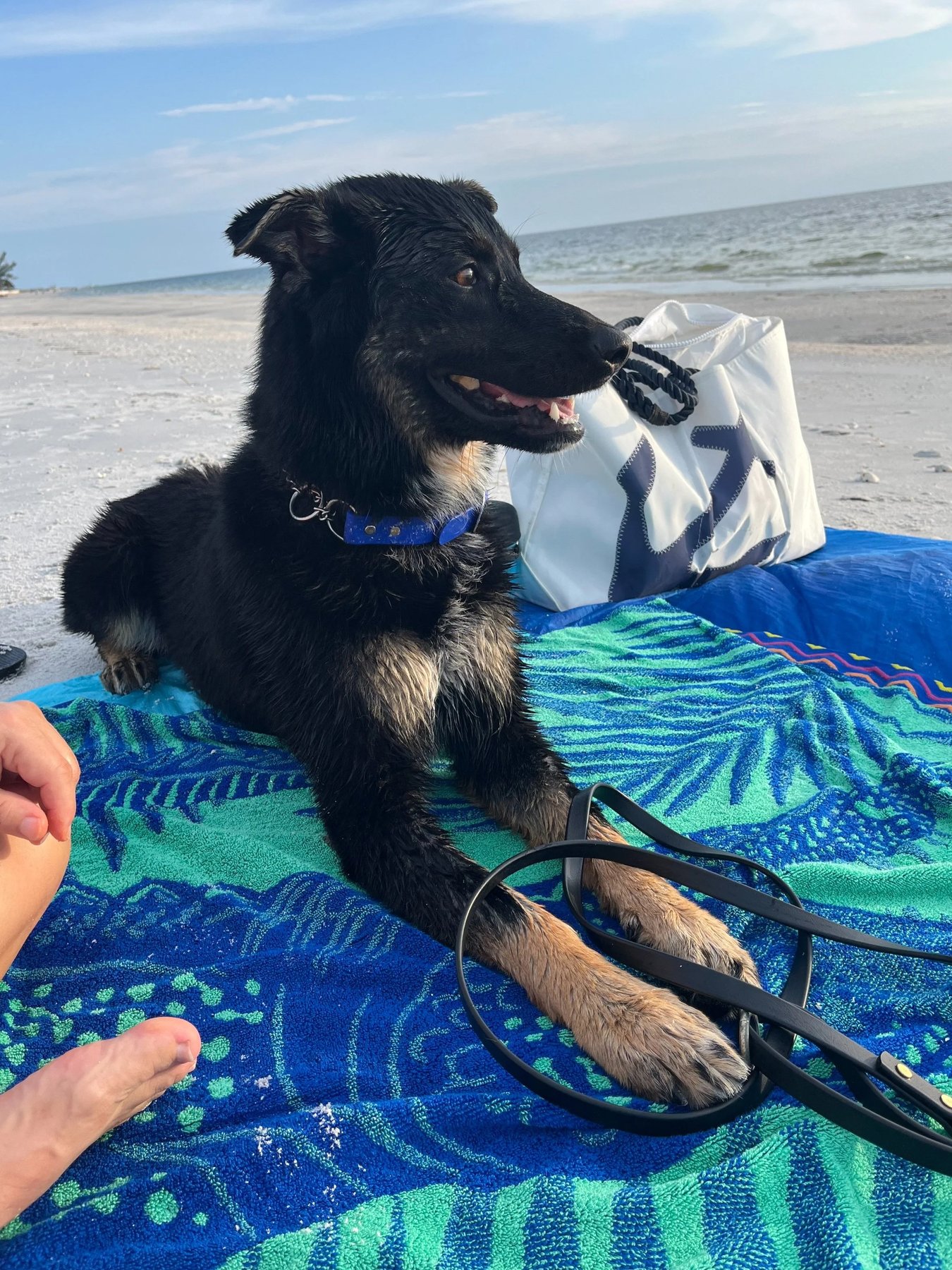 Ryder's Dog Training — dog trainer in Port Charlotte, FL