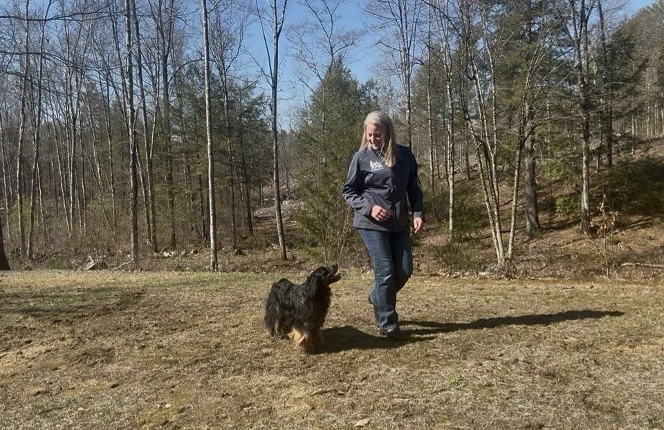 Canine Harmony Dog Training