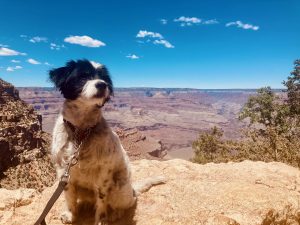 Penny’s Pets PdR