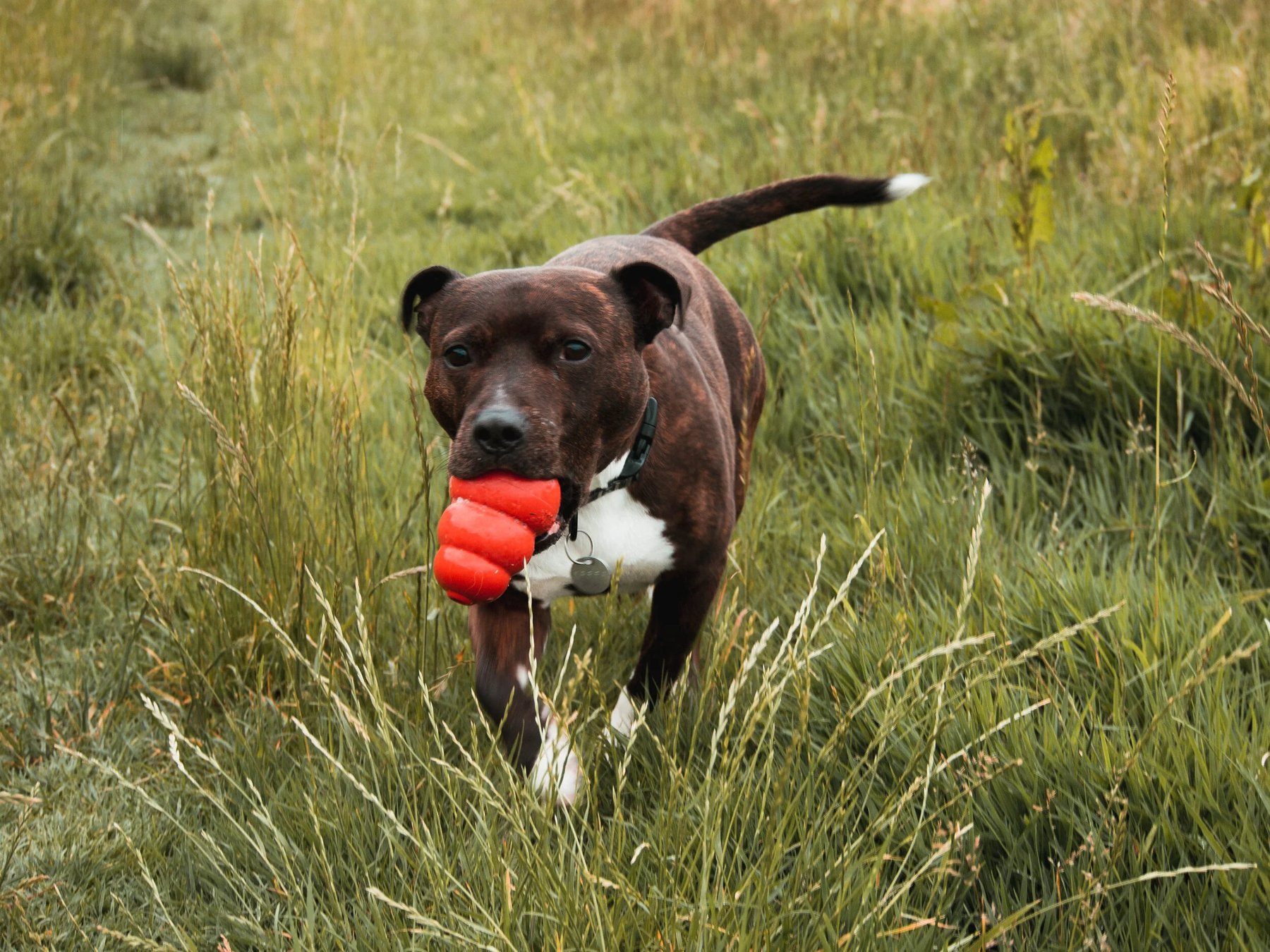 Eric Temple Dog Training — dog trainer in Cambridge, MA