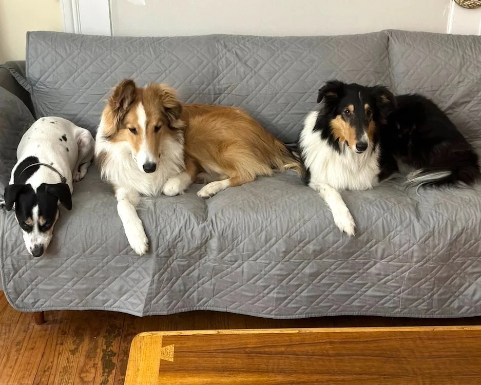 The Force Free Way Dog Training