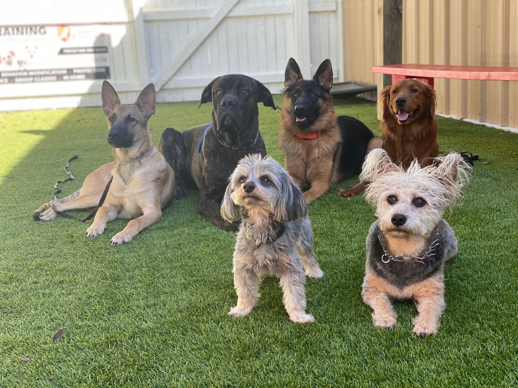 Ideal Dog Training LLC