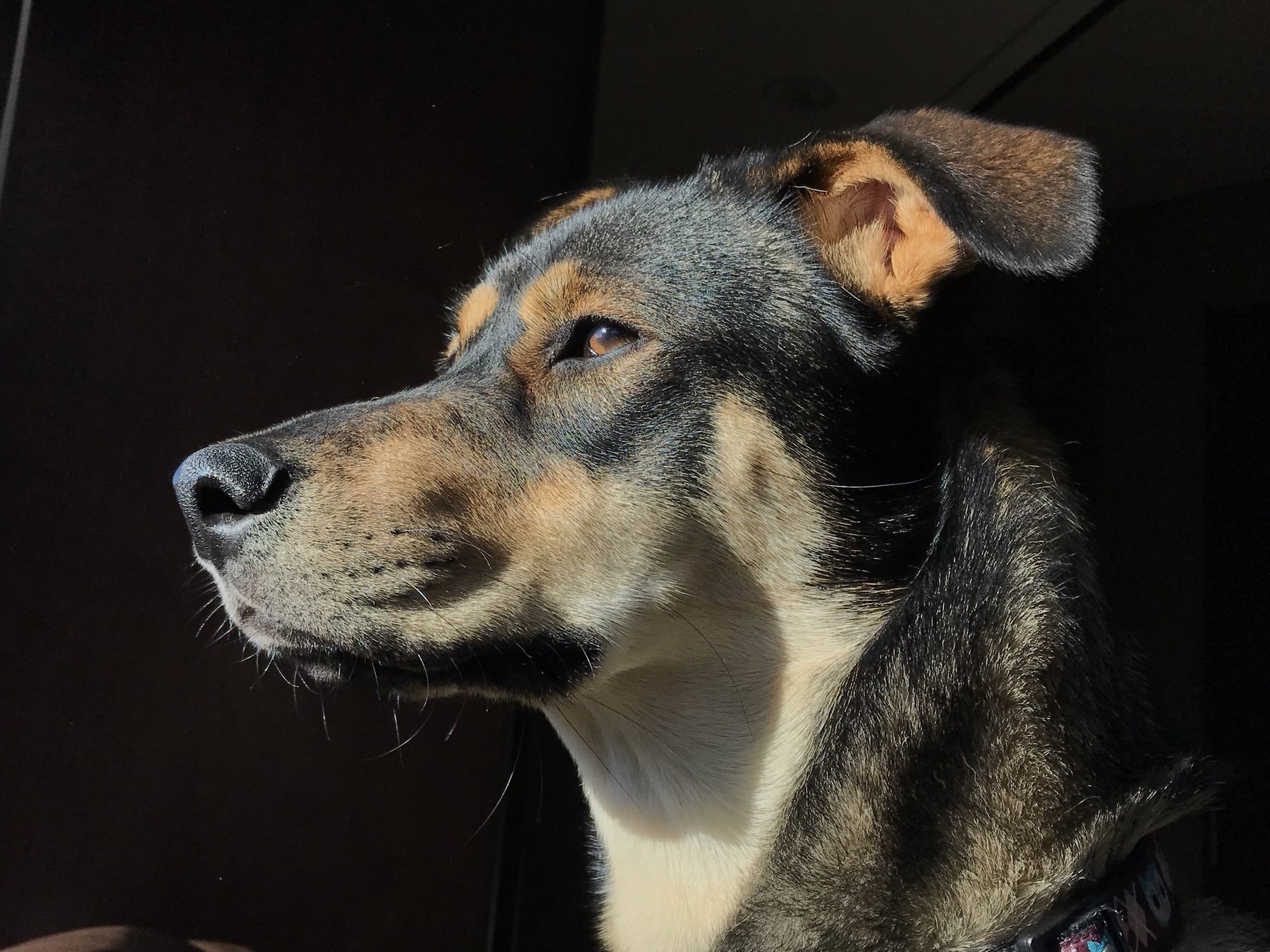 EC Dog Training, Emma Clifford CPDT, Marin County. Dog & Puppy Training — dog trainer in San Rafael, CA