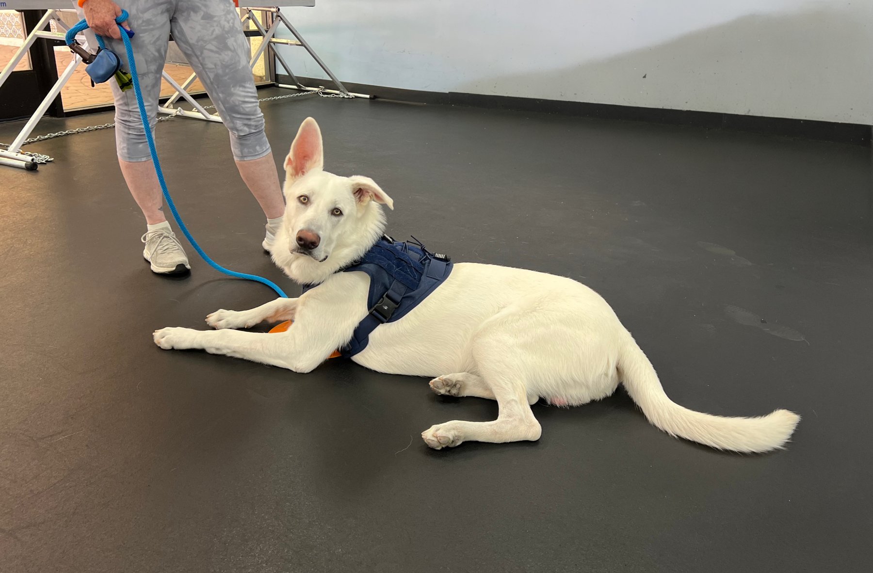SCV Pawsitive Pups
