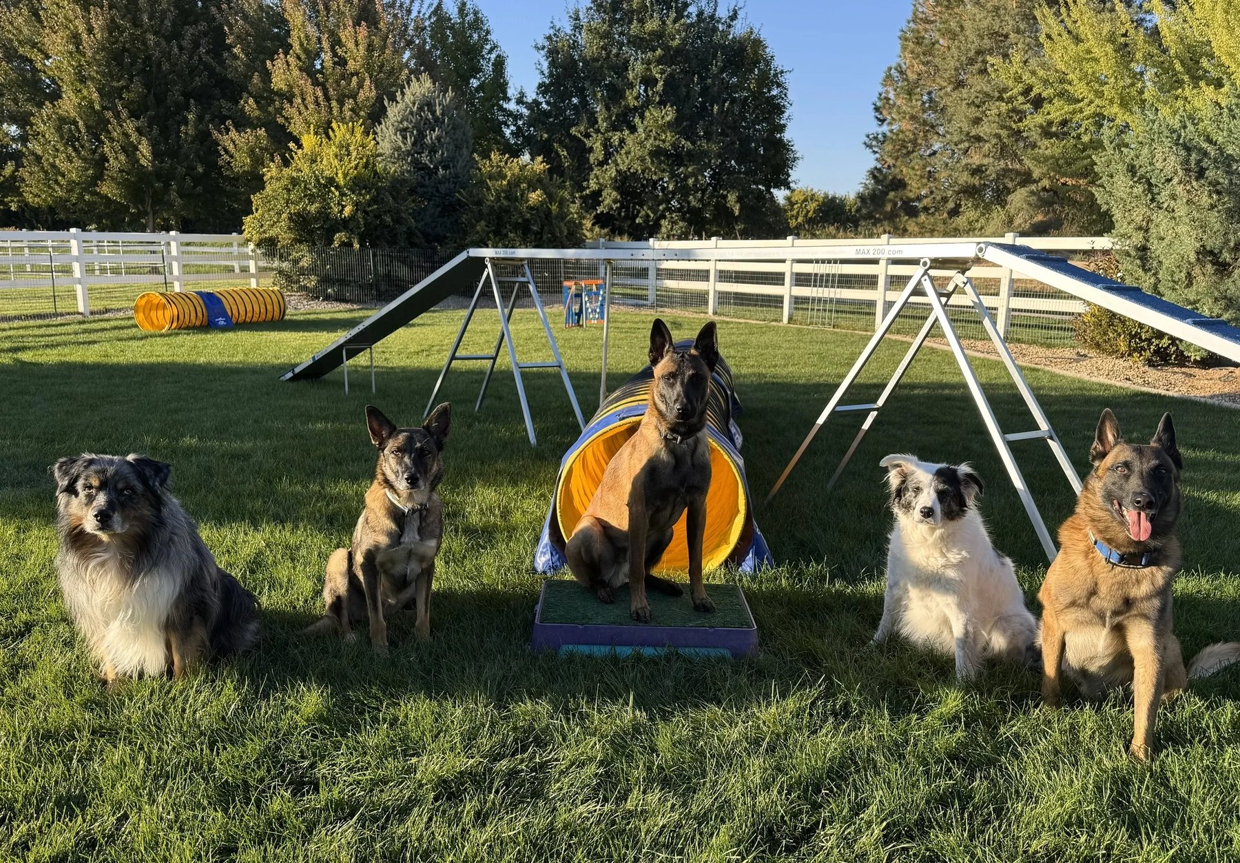 Action K9 and Northwest K9