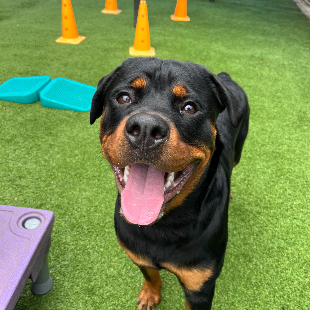 PawHootz Pet Resort — dog trainer in Irving, TX
