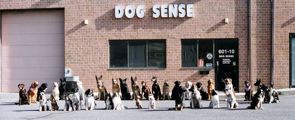 Dog Sense Unlimited
