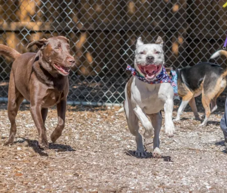 Pasadena Pet Motel