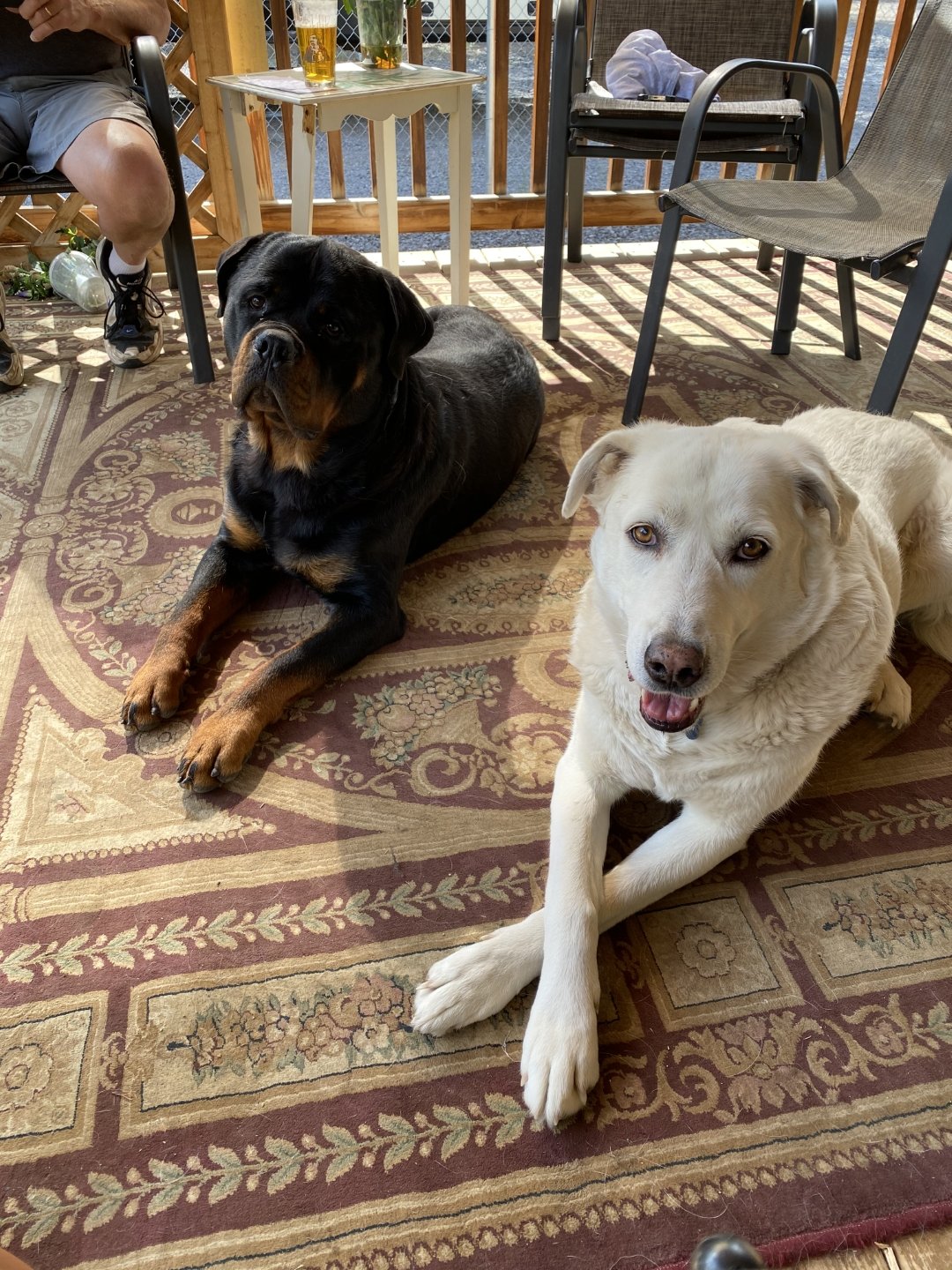 Diann’s Happy Tails