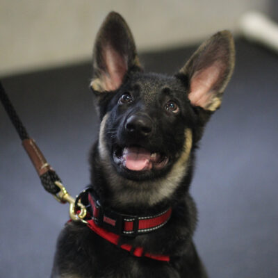 What A Great Dog!