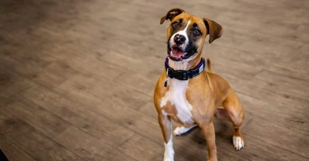 Sit Means Sit Dog Training – Austin