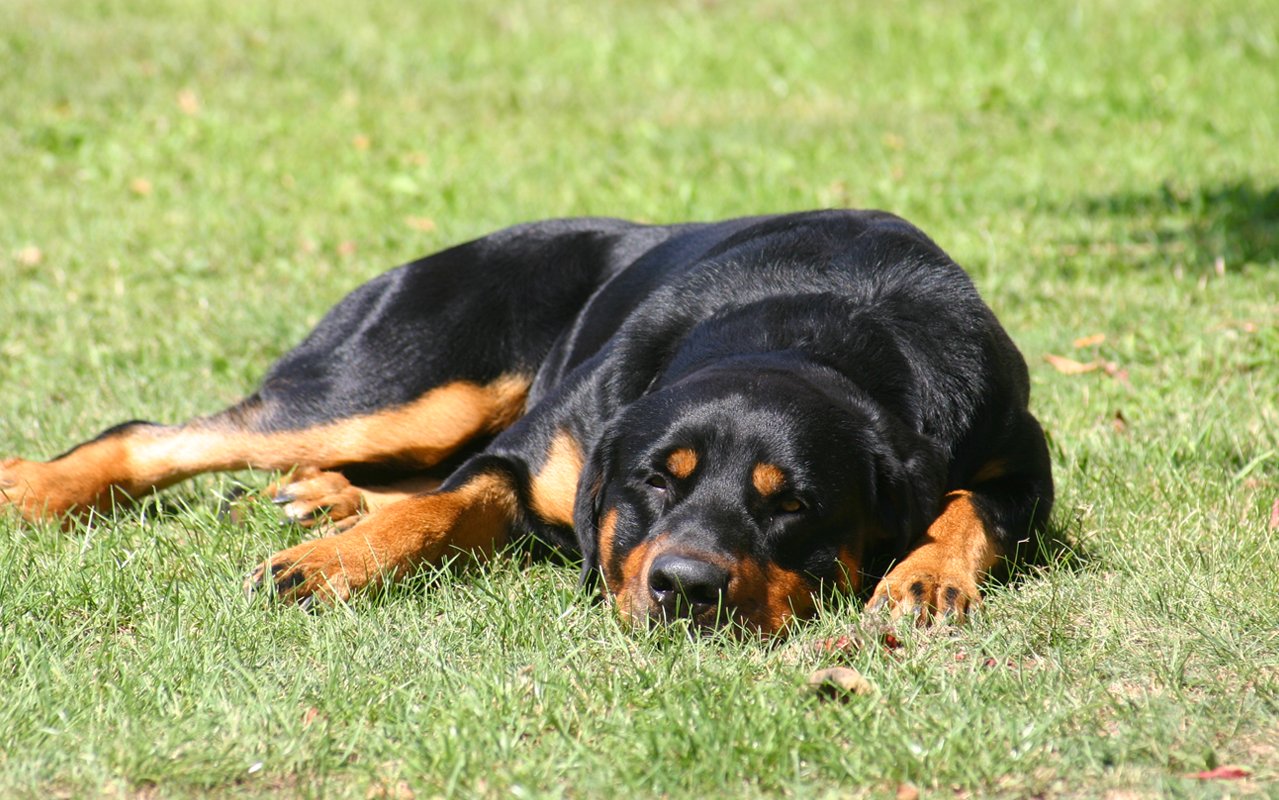 Voraussehen kennels llc